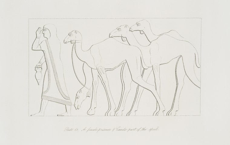 Art Print : 1849, A Female Prisoner and Camels - Part of The Spoil. [Continuation of The Preceding Subject] - Vintage Wall Art