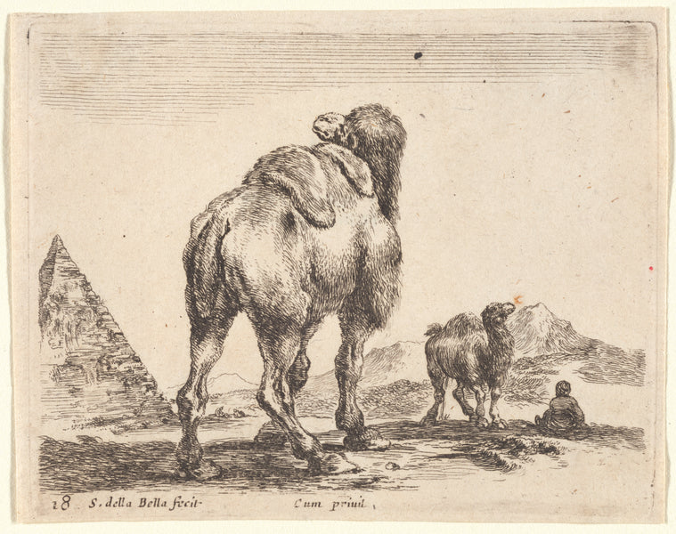 Art Print : Un Chameau vu par la croupe, 1601-1700 - Vintage Wall Art