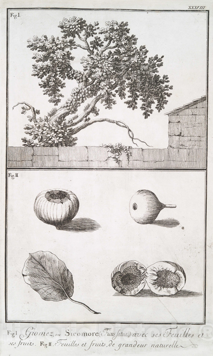 Art Print : 1780, Fig. 1. Figuier d'Adam, vulgairement Bannanas; Fig. 2a. Beau Cupres - Vintage Wall Art