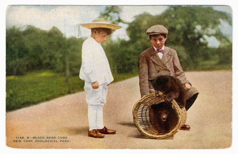 Art Print : Black Bear Cubs. New York Zoological Park, 1914 - Vintage Wall Art