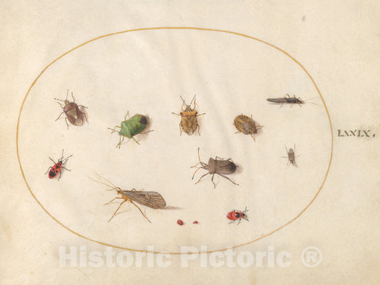 Art Print : Joris Hoefnagel, Animalia Rationalia et Insecta (Ignis): Plate LXXIX, c.1578 - Vintage Wall Art