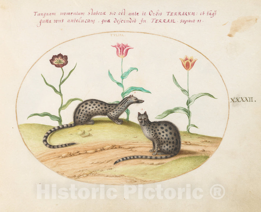 Art Print : Joris Hoefnagel, Animalia Qvadrvpedia et Reptilia (Terra): Plate XLII, c.1578 - Vintage Wall Art