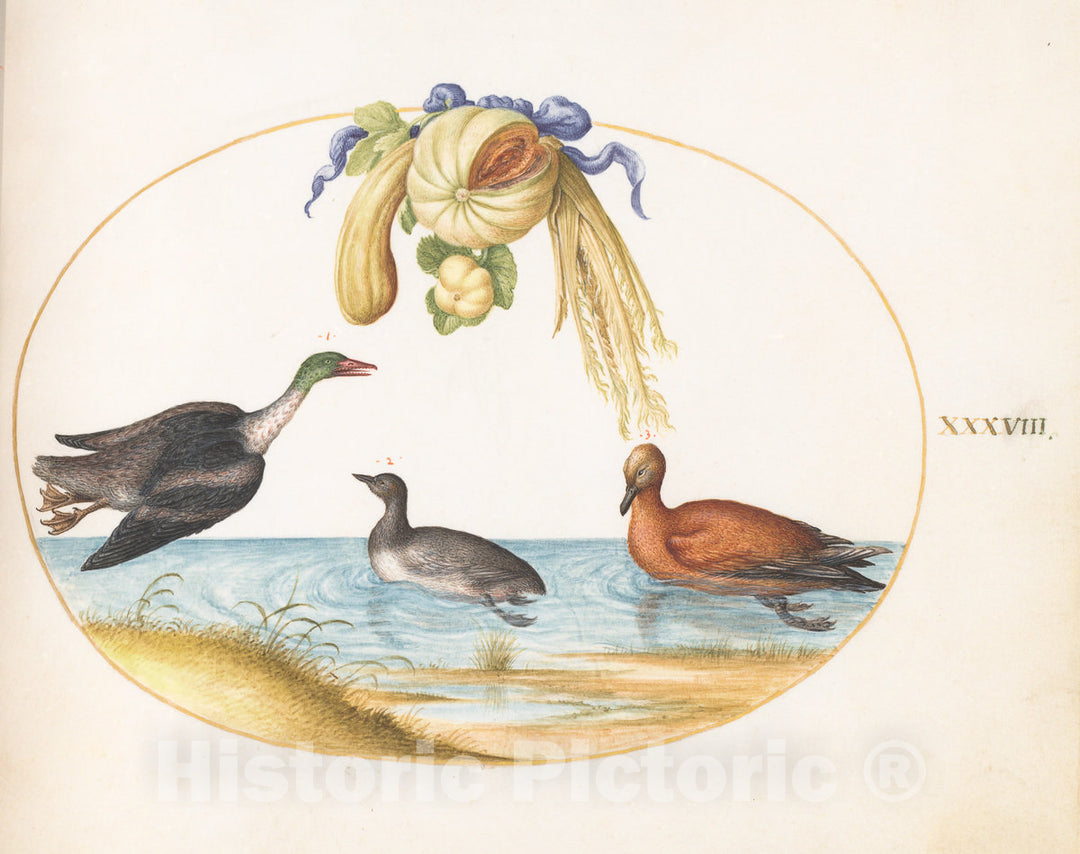 Art Print : Joris Hoefnagel, Animalia Volatilia et Amphibia (Aier): Plate XXXVIII, c.1578 - Vintage Wall Art