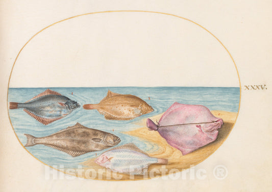 Art Print : Joris Hoefnagel, Animalia Aqvatilia et Cochiliata (Aqva): Plate XXXV, c.1578 - Vintage Wall Art