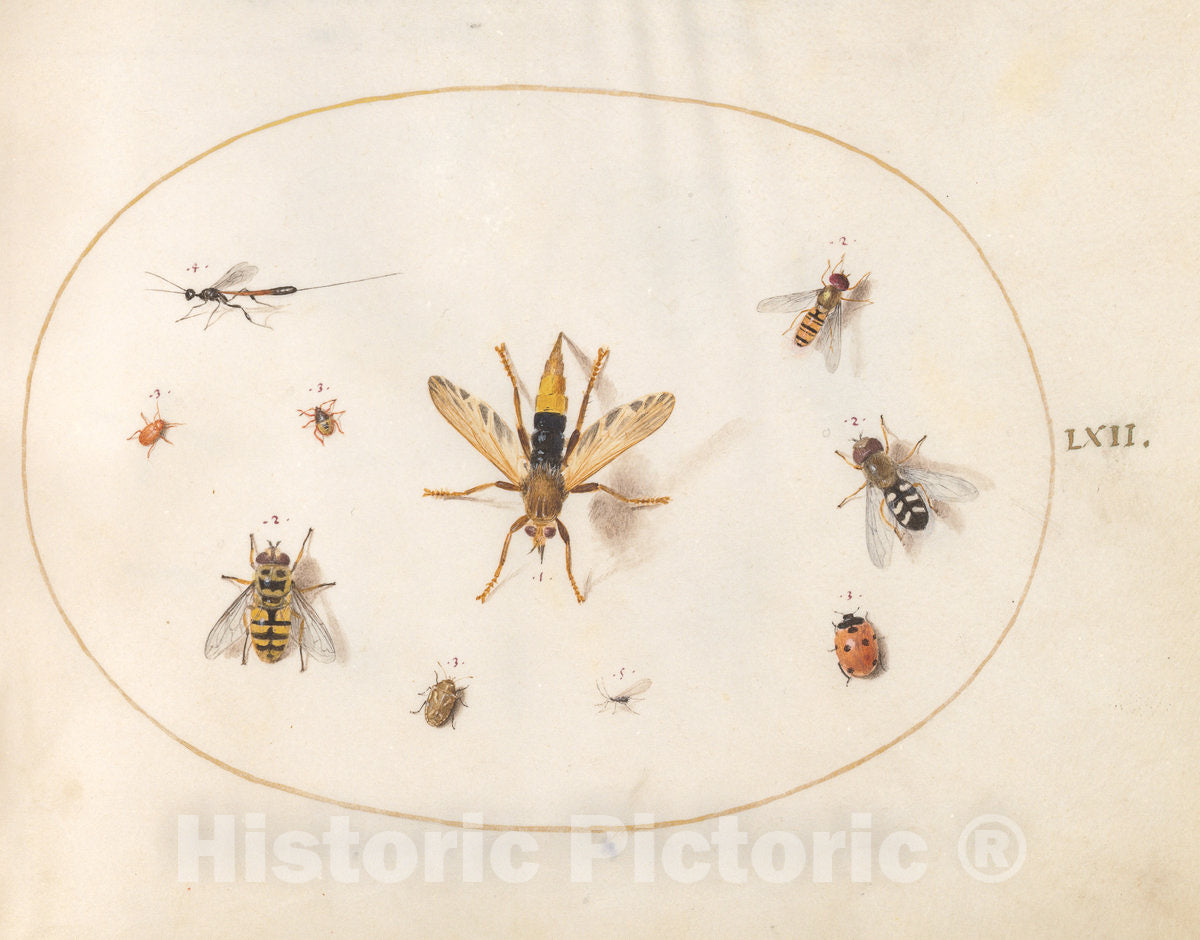 Art Print : Joris Hoefnagel, Animalia Rationalia et Insecta (Ignis): Plate LXII, c.1578 - Vintage Wall Art
