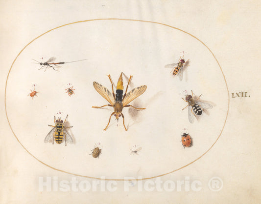 Art Print : Joris Hoefnagel, Animalia Rationalia et Insecta (Ignis): Plate LXII, c.1578 - Vintage Wall Art