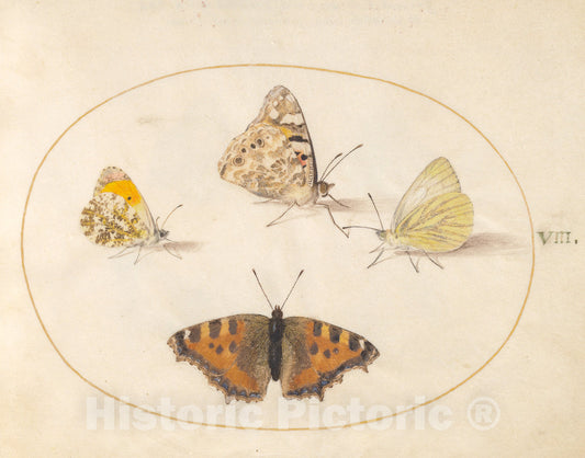 Art Print : Joris Hoefnagel, Animalia Rationalia et Insecta (Ignis): Plate VIII, c.1578 - Vintage Wall Art
