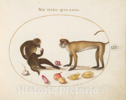 Art Print : Joris Hoefnagel, Animalia Qvadrvpedia et Reptilia (Terra): Plate XXX, c.1578 - Vintage Wall Art