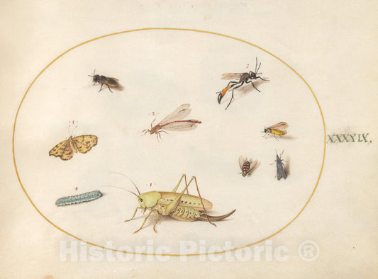 Art Print : Joris Hoefnagel, Animalia Rationalia et Insecta (Ignis): Plate XLIX, c.1578 - Vintage Wall Art