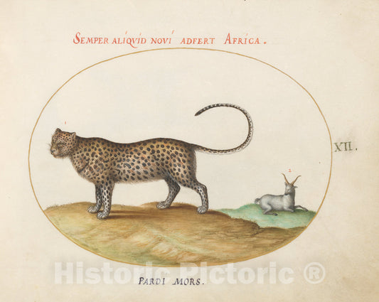 Art Print : Joris Hoefnagel, Animalia Qvadrvpedia et Reptilia (Terra): Plate XII, c.1578 - Vintage Wall Art