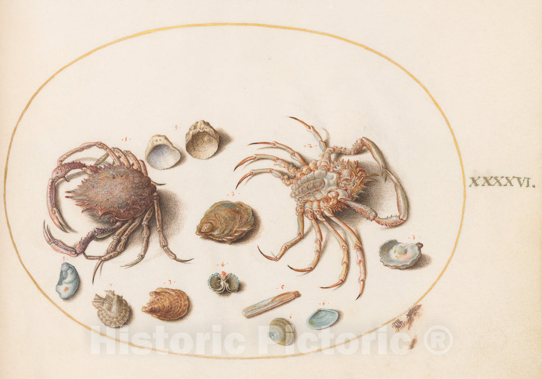 Art Print : Joris Hoefnagel, Animalia Aqvatilia et Cochiliata (Aqva): Plate XLVI, c.1578 - Vintage Wall Art