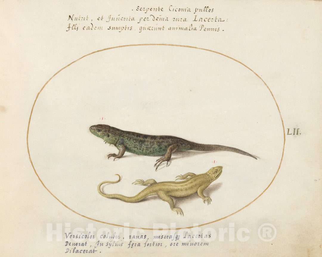 Art Print : Joris Hoefnagel, Animalia Qvadrvpedia et Reptilia (Terra): Plate LII, c.1578 - Vintage Wall Art