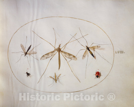 Art Print : Joris Hoefnagel, Animalia Rationalia et Insecta (Ignis): Plate LVII, c.1578 - Vintage Wall Art