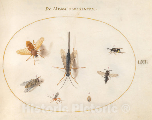 Art Print : Joris Hoefnagel, Animalia Rationalia et Insecta (Ignis): Plate LXI, c.1578 - Vintage Wall Art