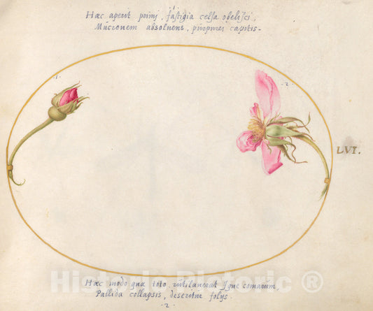 Art Print : Joris Hoefnagel, Animalia Rationalia et Insecta (Ignis): Plate LVI, c.1578 - Vintage Wall Art