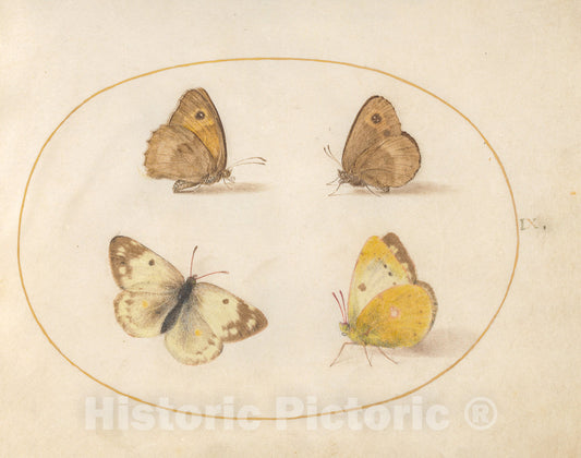 Art Print : Joris Hoefnagel, Animalia Rationalia et Insecta (Ignis): Plate IX, c.1578 - Vintage Wall Art