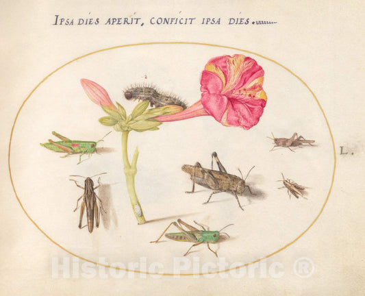 Art Print : Joris Hoefnagel, Animalia Rationalia et Insecta (Ignis): Plate L, c.1578 - Vintage Wall Art