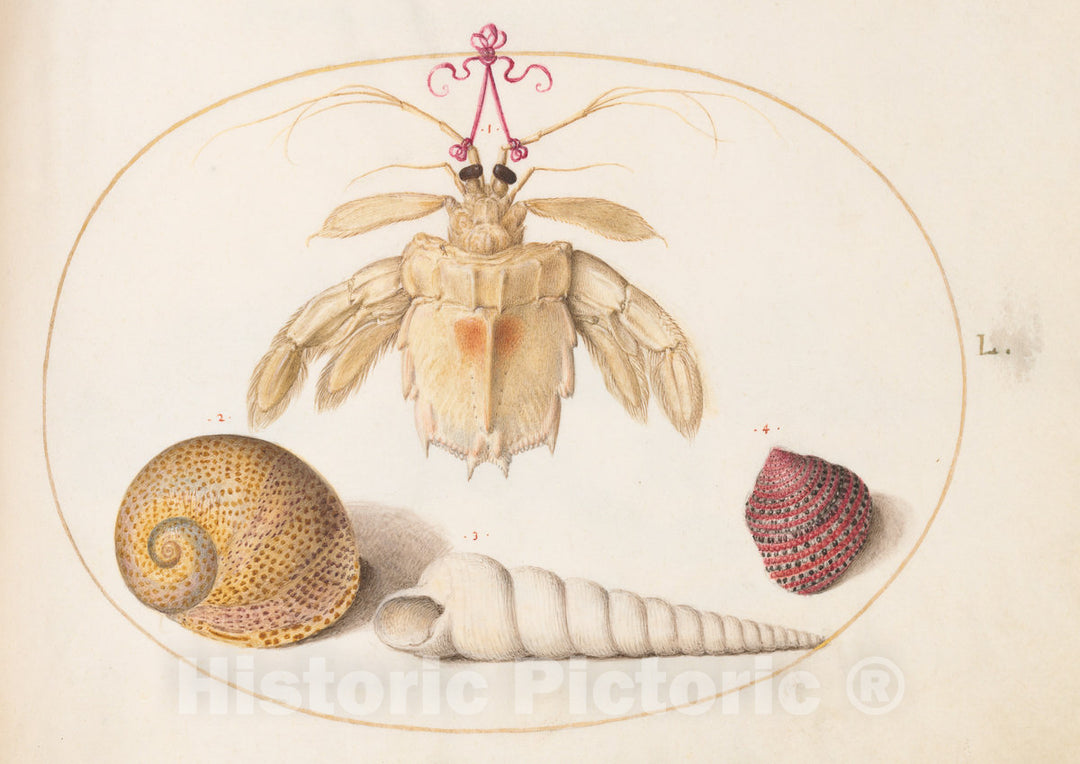 Art Print : Joris Hoefnagel, Animalia Aqvatilia et Cochiliata (Aqva): Plate L, c.1578 - Vintage Wall Art