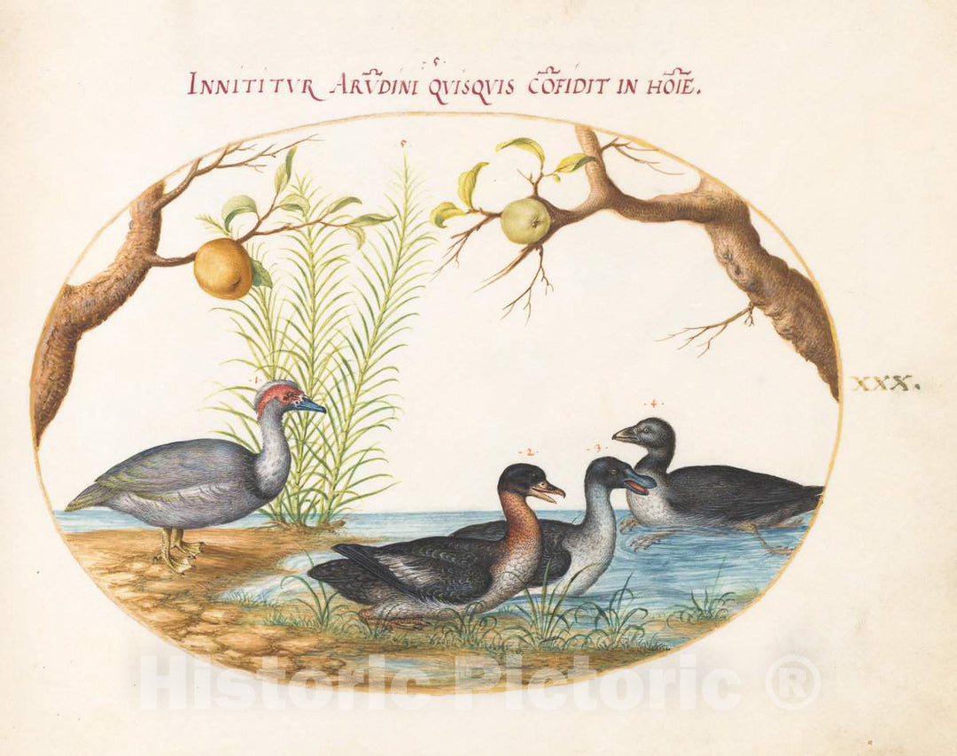 Art Print : Joris Hoefnagel, Animalia Volatilia et Amphibia (Aier): Plate XXX, c.1578 - Vintage Wall Art