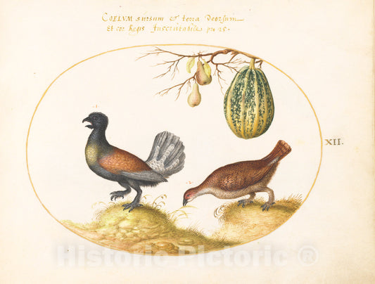 Art Print : Joris Hoefnagel, Animalia Volatilia et Amphibia (Aier): Plate XII, c.1578 - Vintage Wall Art