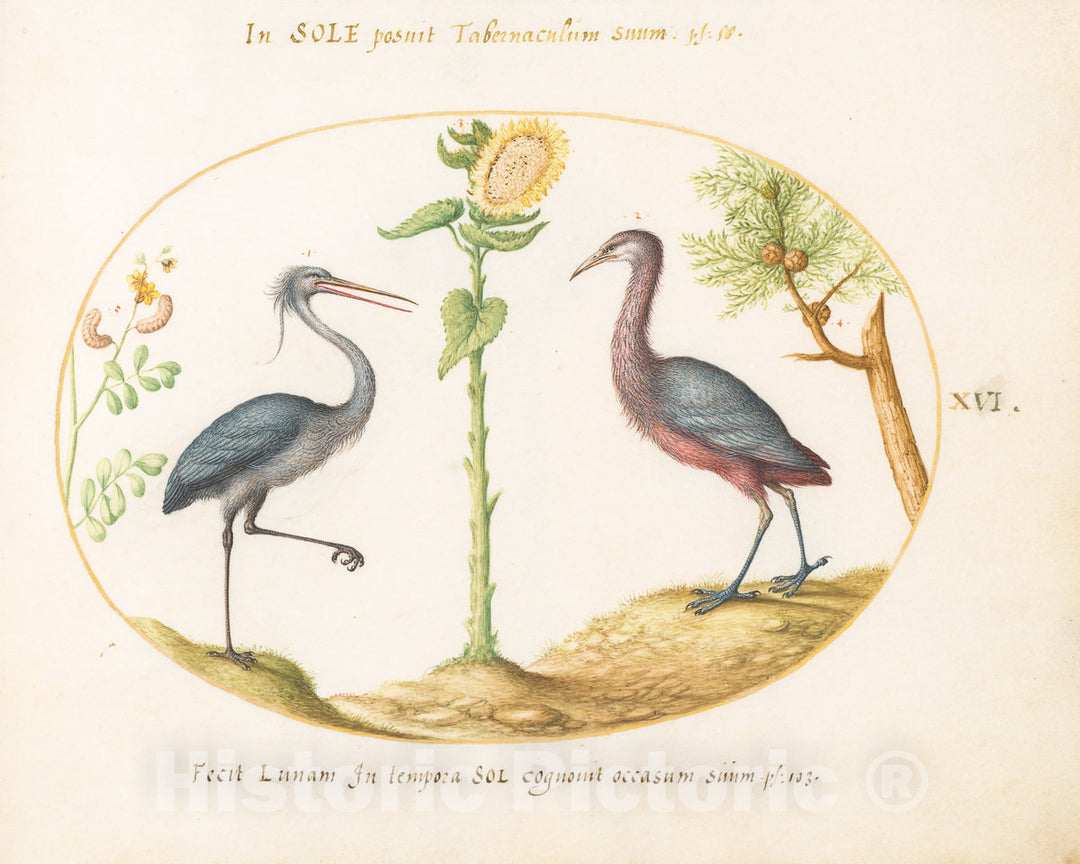 Art Print : Joris Hoefnagel, Animalia Volatilia et Amphibia (Aier): Plate XVI, c.1578 - Vintage Wall Art