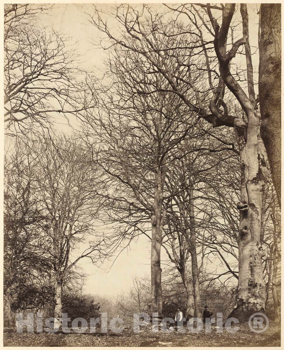 Art Print : Earl of Caithness and Bambridge, Queen Adelaide's Beech, 1864 - Vintage Wall Art