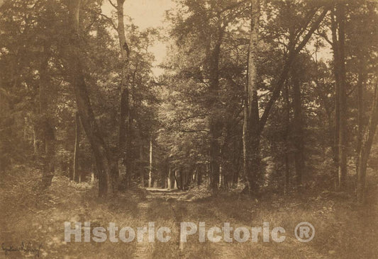 Art Print : Gustave Le Gray, Bas-BrÃ©au, Forest of Fontainebleau, 1849-1852 - Vintage Wall Art