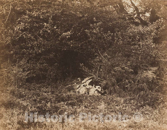 Art Print : EugÃ¨ne Cuvelier, A Rock in The Forest, c. 1865 - Vintage Wall Art