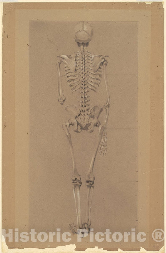 Art Print : Daniel Huntington, Rear View of a Skeleton, 1848 - Vintage Wall Art