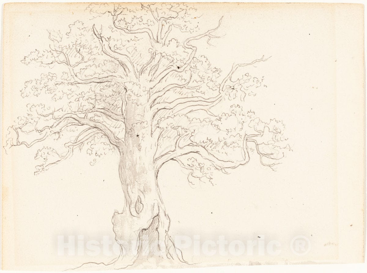 Art Print : John Glover, an Oak Tree, c. 1795 - Vintage Wall Art