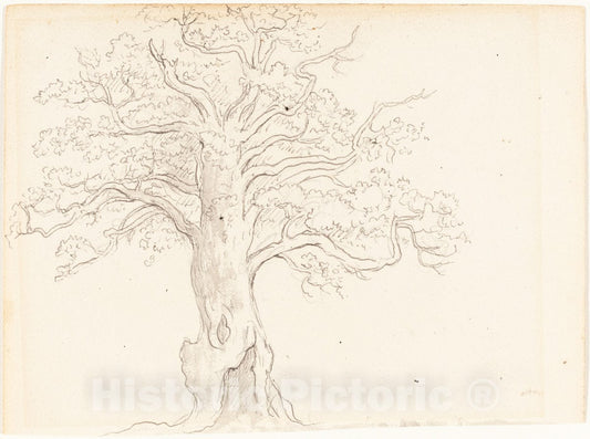 Art Print : John Glover, an Oak Tree, c. 1795 - Vintage Wall Art