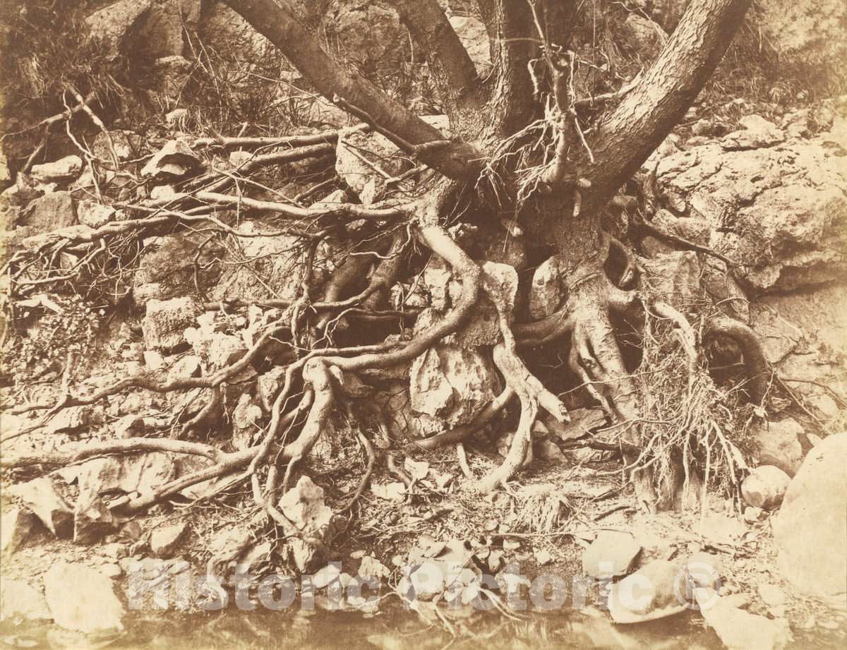Art Print : Hugh Owen, Tree with Tangle of Roots, 1853 - Vintage Wall Art