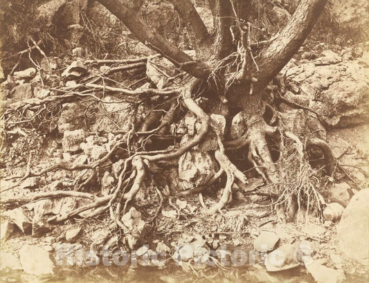 Art Print : Hugh Owen, Tree with Tangle of Roots, 1853 - Vintage Wall Art