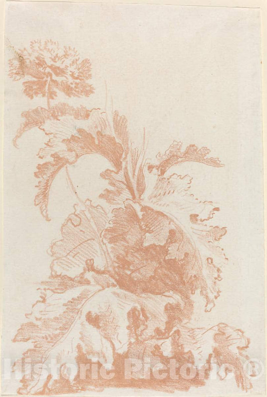 Art Print : Baptiste HÃ¼et, Poppy in Bloom, mid 1760s - Vintage Wall Art