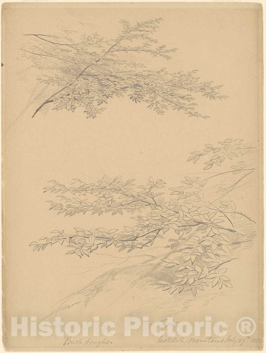 Art Print : John William Casilear, Birch Boughs, Catskill Mountains, 1856 - Vintage Wall Art