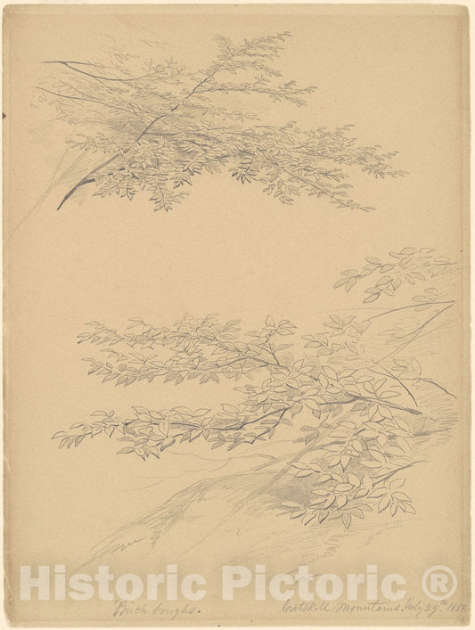 Art Print : John William Casilear, Birch Boughs, Catskill Mountains, 1856 - Vintage Wall Art