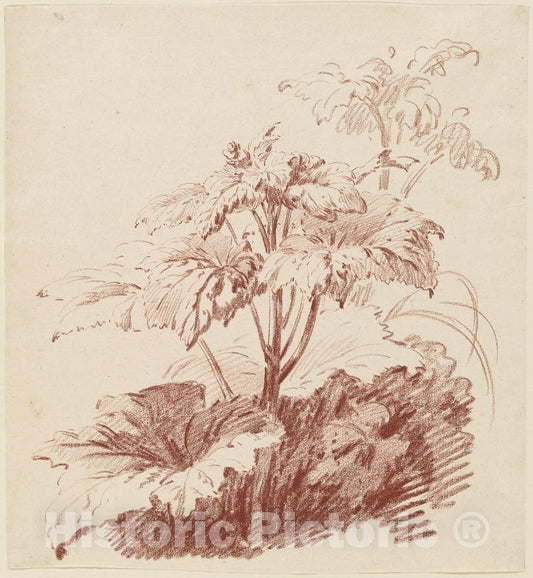 Art Print : Baptiste HÃ¼et, Flowering Plant with Buds, mid 1760s - Vintage Wall Art