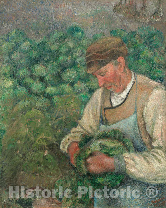 Art Print : Camille Pissarro, The Gardener - Old Peasant with Cabbage, 1883-1895 - Vintage Wall Art
