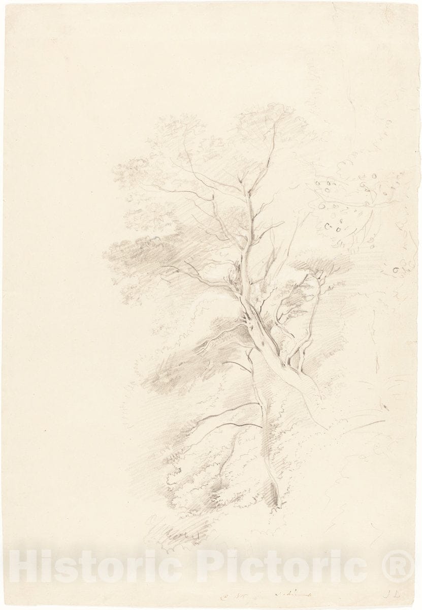 Art Print : John Linnell, A Beech Wood, 1815 - Vintage Wall Art