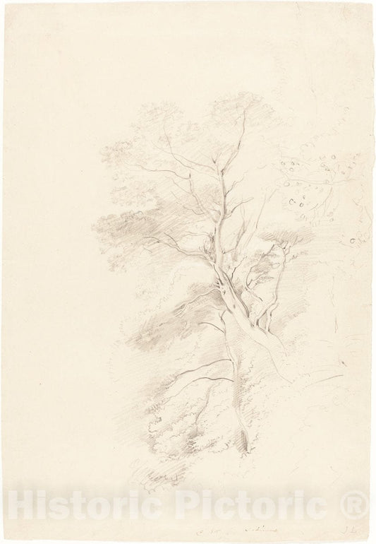 Art Print : John Linnell, A Beech Wood, 1815 - Vintage Wall Art