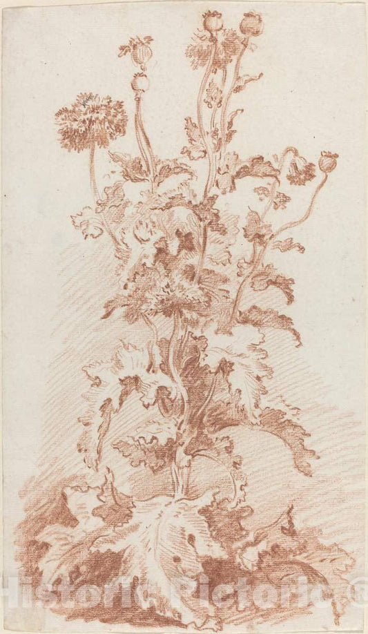 Art Print : Baptiste HÃ¼et, Poppies with Seed Pods, mid 1760s - Vintage Wall Art