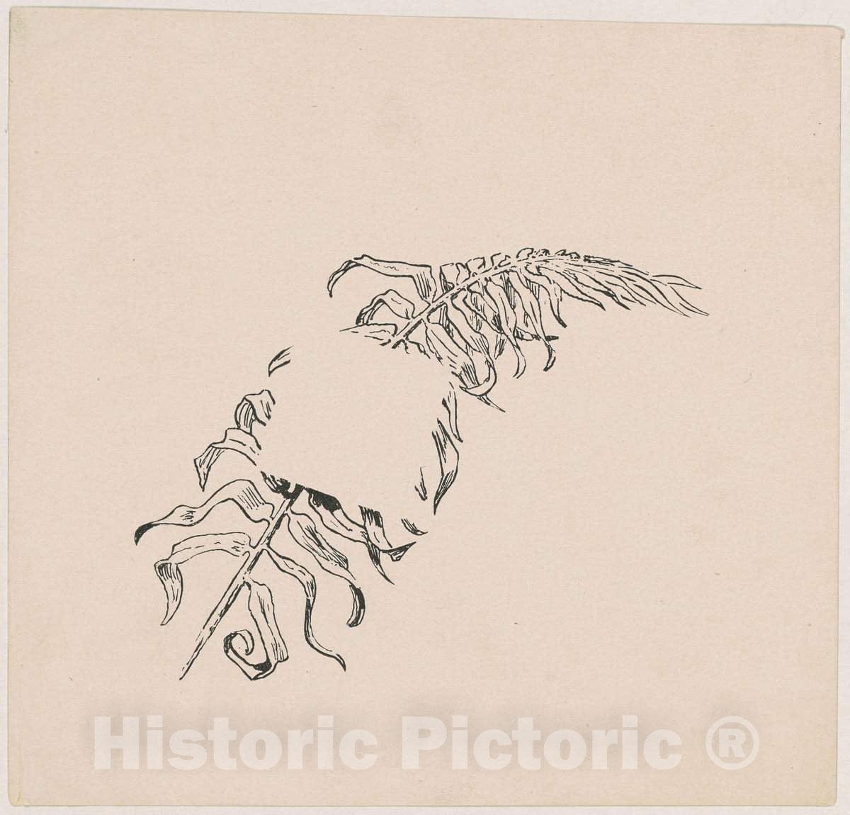 Art Print : James Henry Moser, Branch, Proof, 1892 - Vintage Wall Art