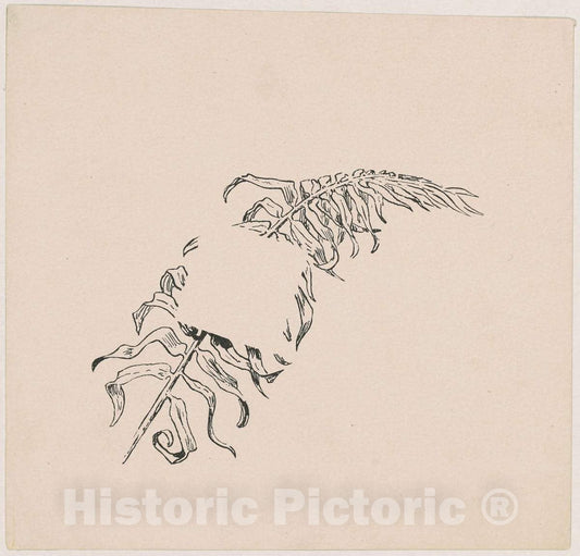 Art Print : James Henry Moser, Branch, Proof, 1892 - Vintage Wall Art