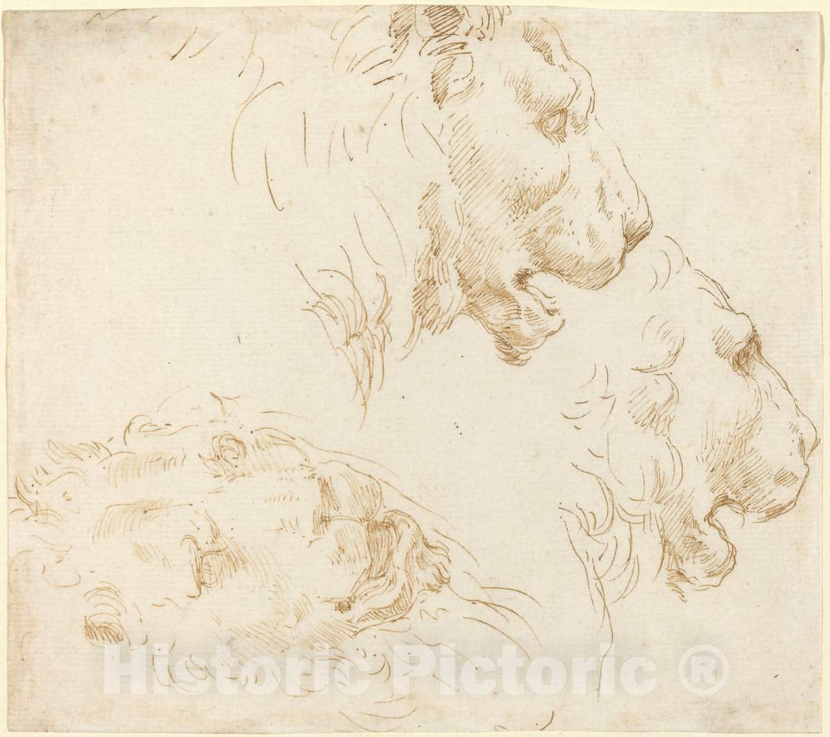 Art Print : Stefano Della Bella, Studies of a Lion's Head - Vintage Wall Art