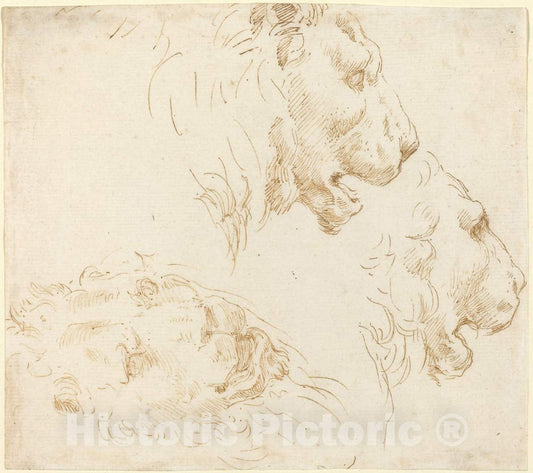 Art Print : Stefano Della Bella, Studies of a Lion's Head - Vintage Wall Art