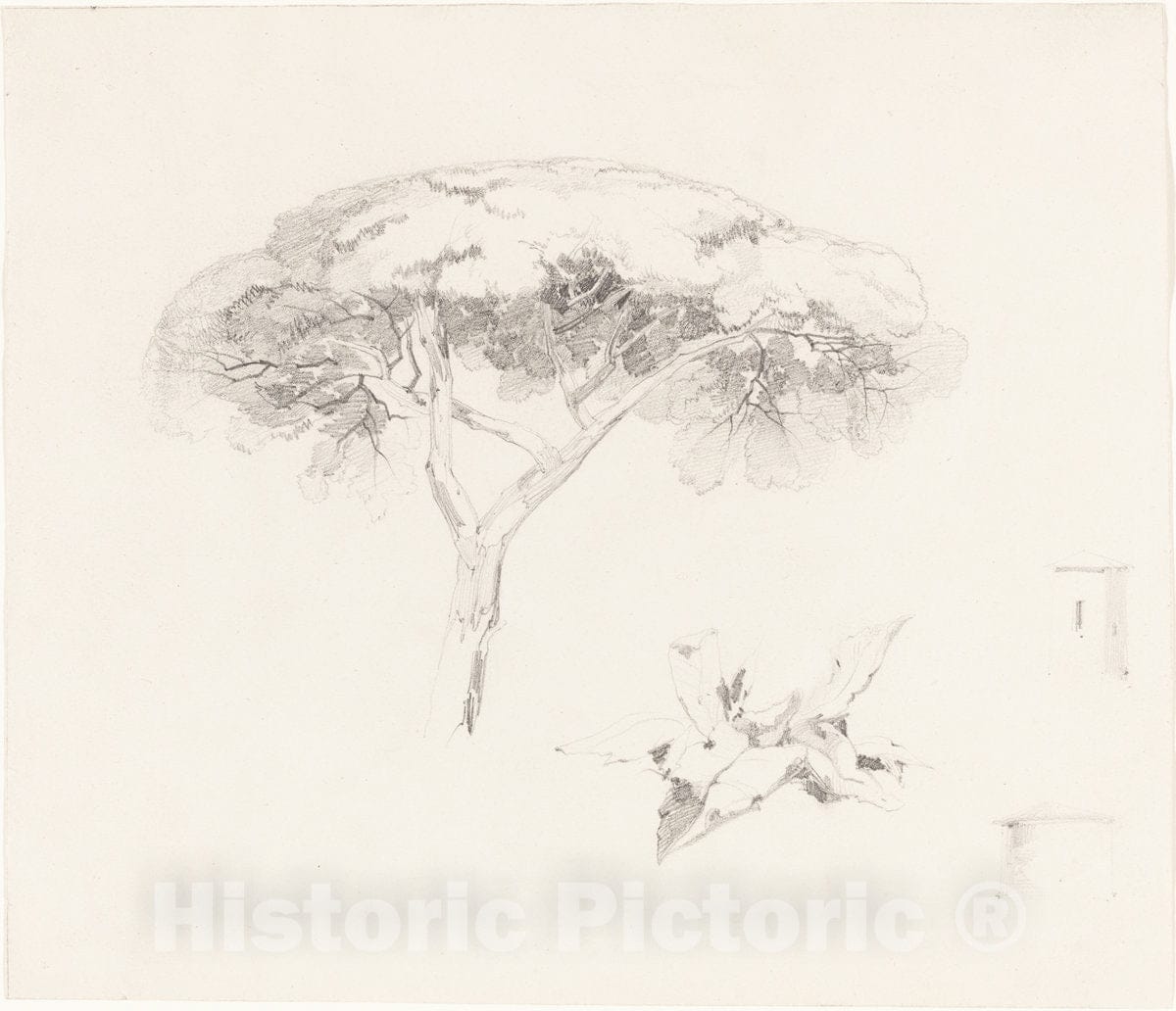 Art Print : Edward Lear, Umbrella Pine and Other Studies, c.1842 - Vintage Wall Art