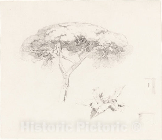 Art Print : Edward Lear, Umbrella Pine and Other Studies, c.1842 - Vintage Wall Art