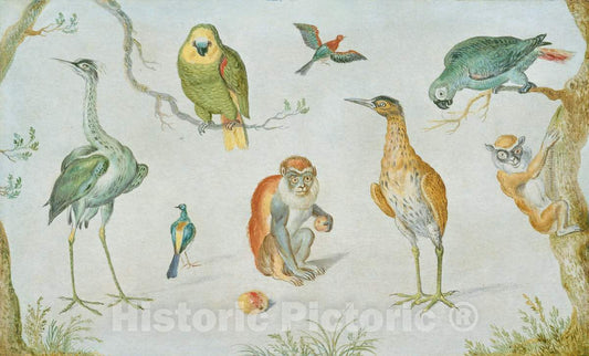 Art Print : Circle of Jan Van Kessel, Study of Birds and Monkeys, c.1665 - Vintage Wall Art