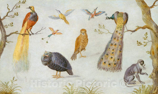 Art Print : Circle of Jan Van Kessel, Study of Birds and Monkey, c.1665 - Vintage Wall Art