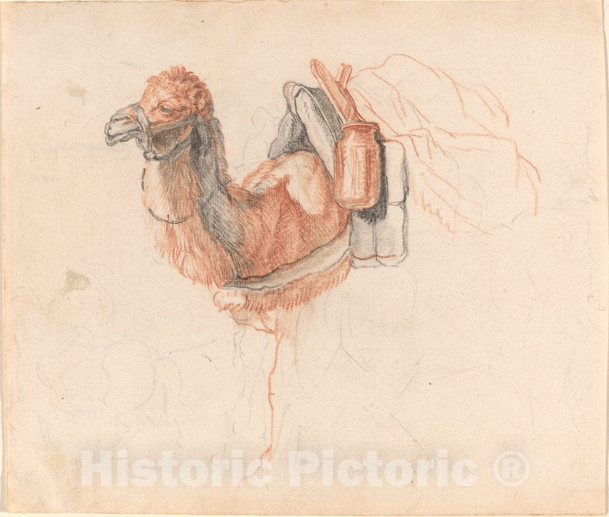 Art Print : Johann Rudolph Schellenberg, Camel, 1770s - Vintage Wall Art